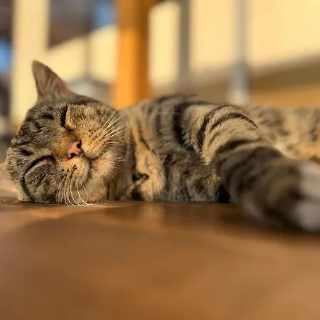 Κάμπινγκ Karavana Tropicana